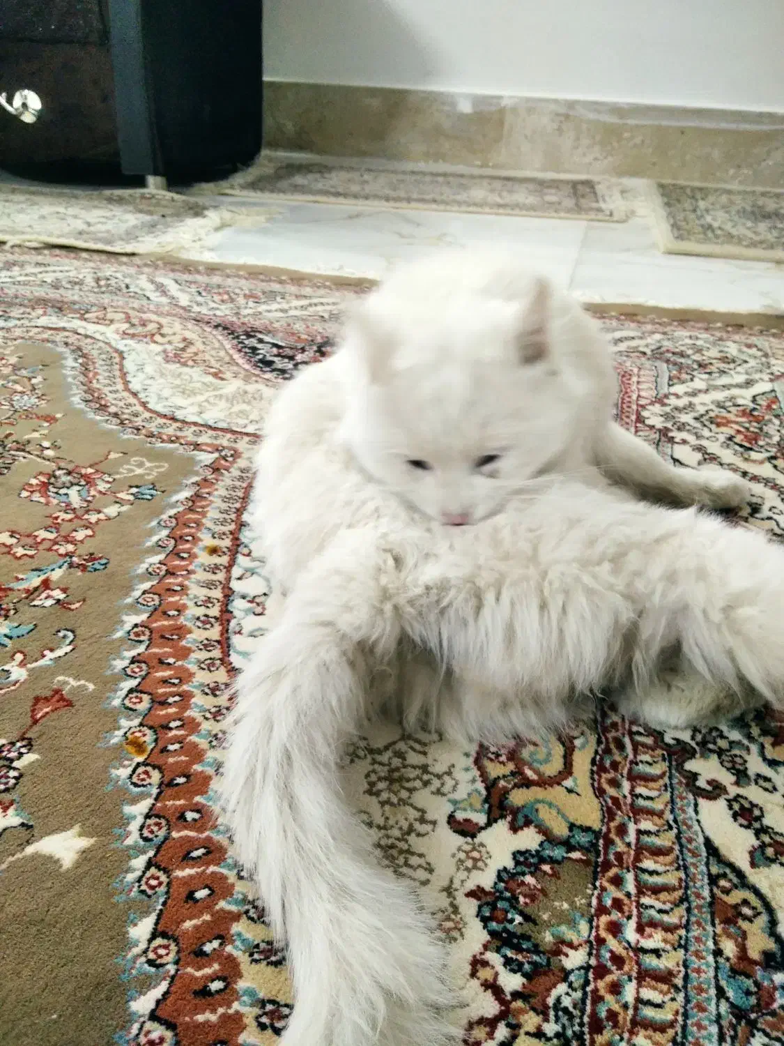 گربه خانگی|گربه|مرند, |دیوار