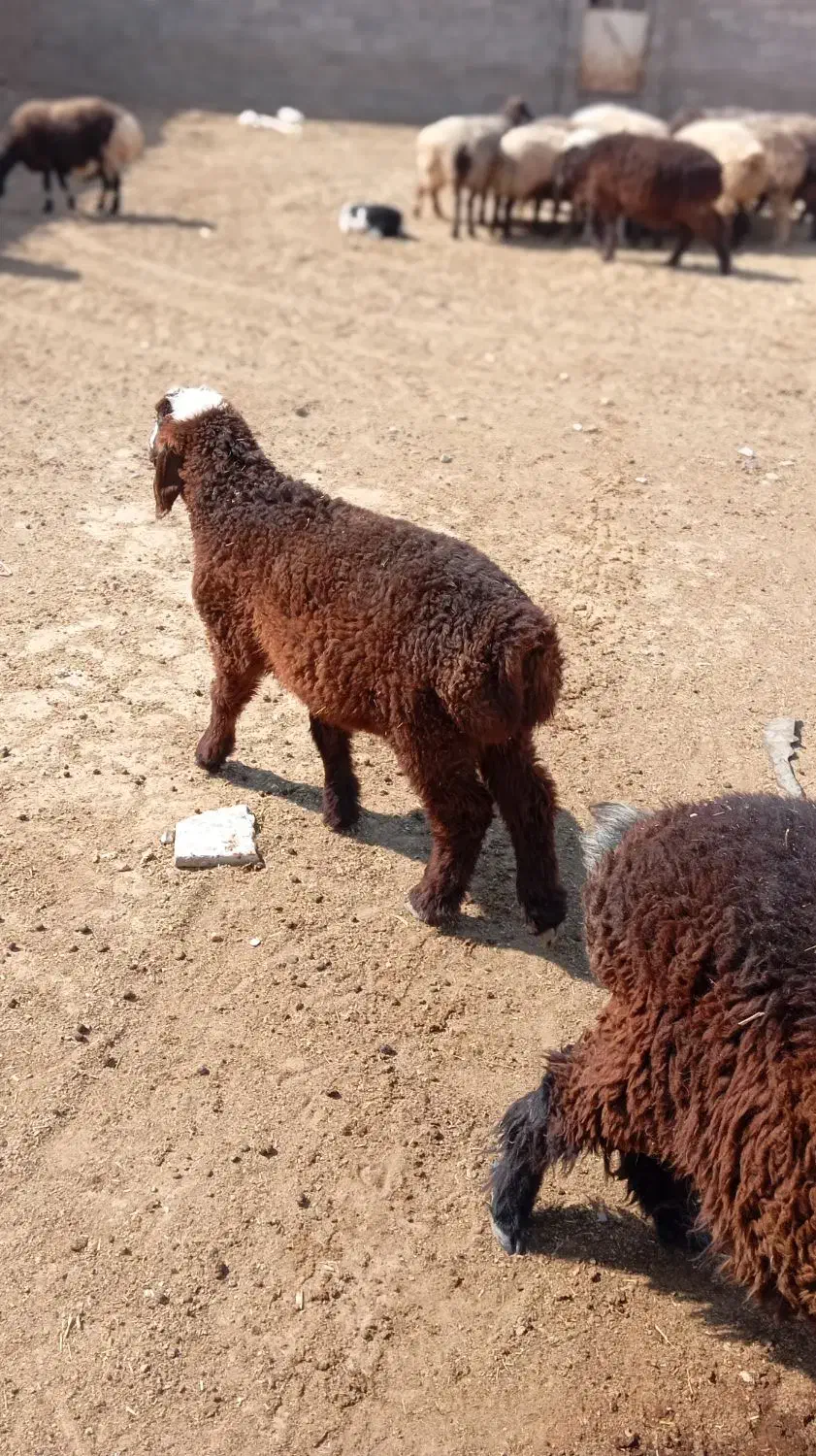 فروش میش آبستن و بره نر|حیوانات مزرعه|داراب, |دیوار