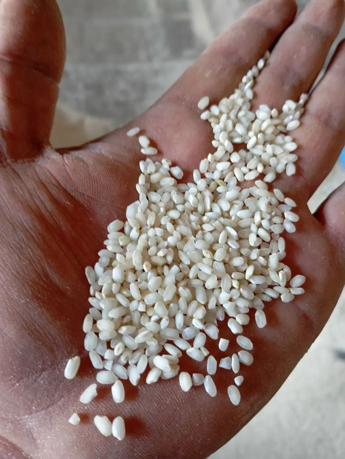 برنج گرده ،آش،زنجان،ماهنشان|عمدهفروشی|زنجانرود, |دیوار