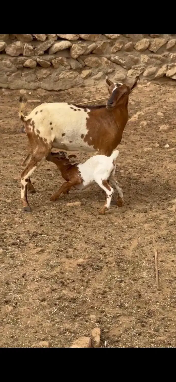 عربی بزغاله|حیوانات مزرعه|بروجرد, |دیوار