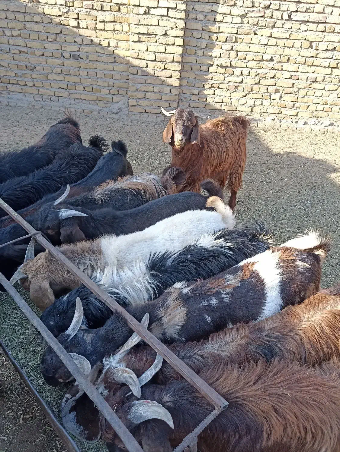 9راس بزغاله نر چاق|حیوانات مزرعه|رشتخوار, |دیوار