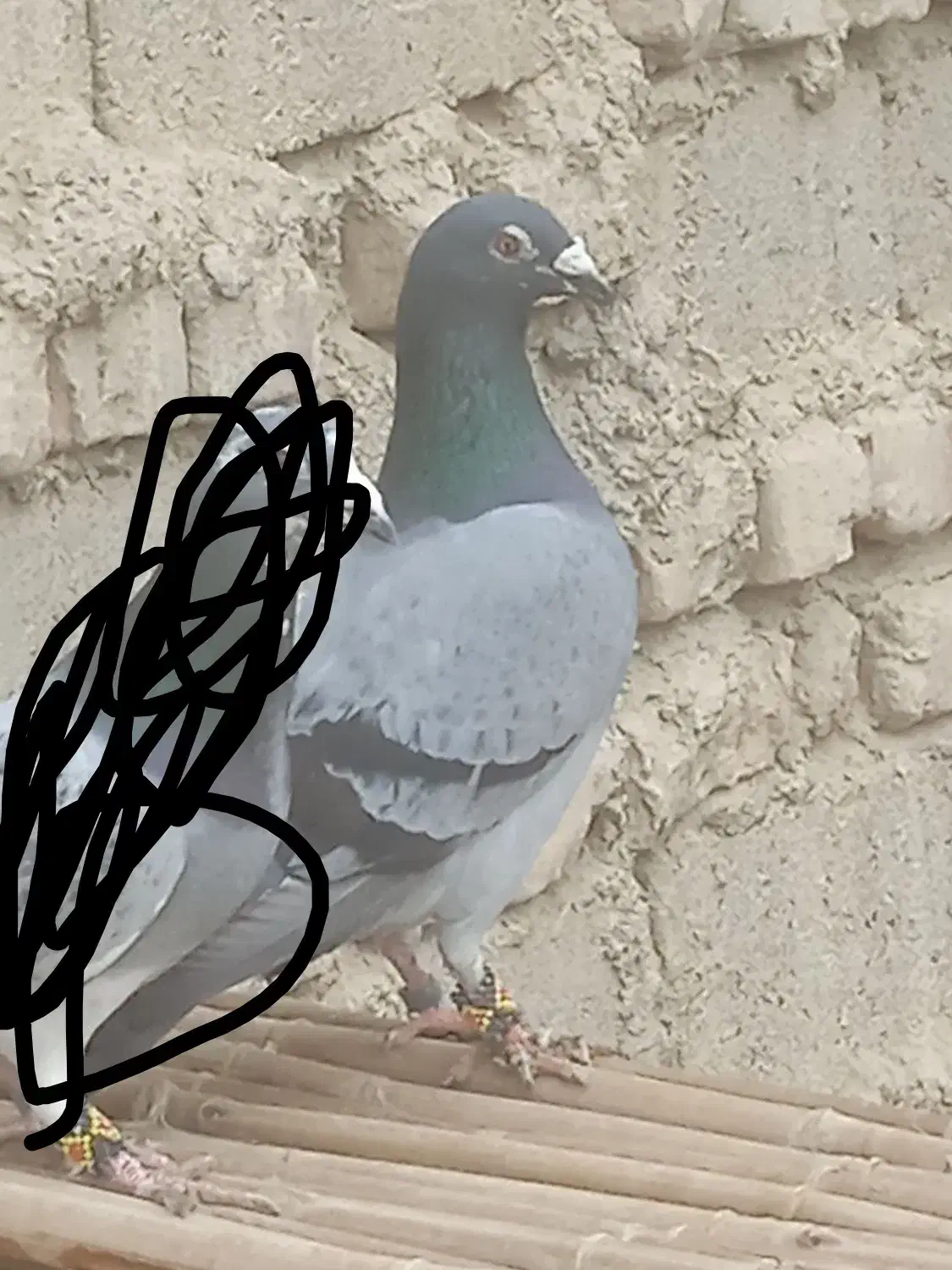 نرسبز پولک گم شده|حیوانات|زابل, |دیوار