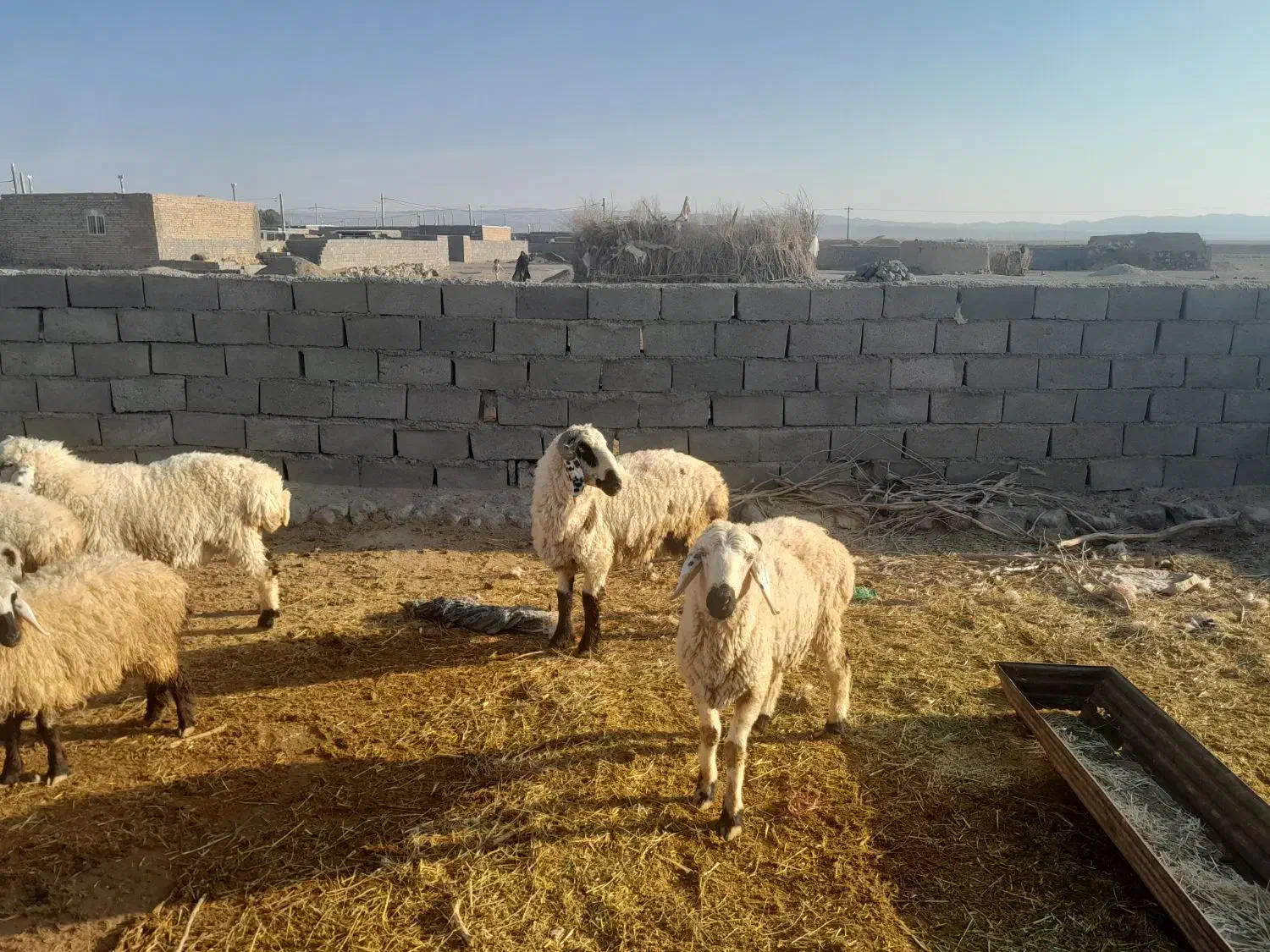 بره و شیشک فروشی سربیشه|حیوانات مزرعه|سربیشه, |دیوار