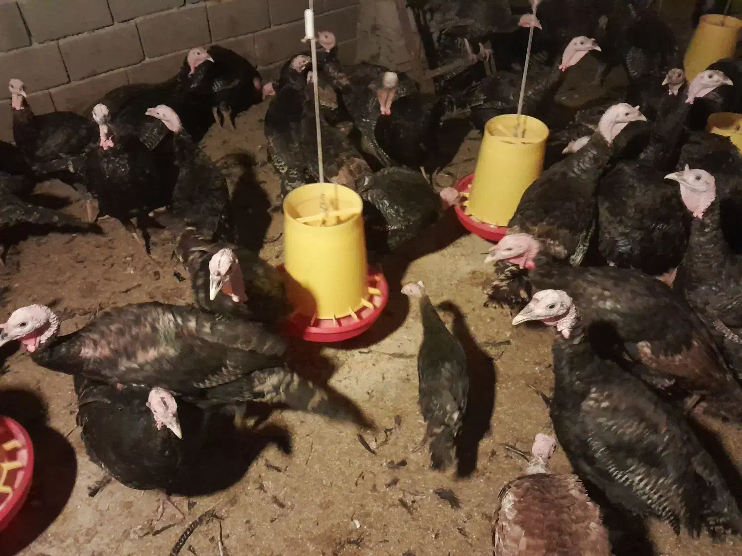 فروش  ۱۵۰ بوقلمون نر ۵ ماهه برنز|حیوانات مزرعه|اهر, |دیوار