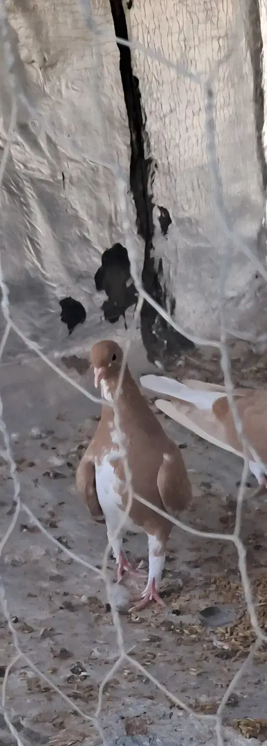 کبوتر|پرنده|شبانکاره, |دیوار