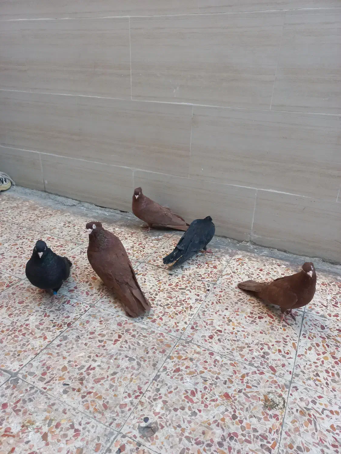 کبوتر صرب|پرنده|اهواز, کوی رمضان|دیوار