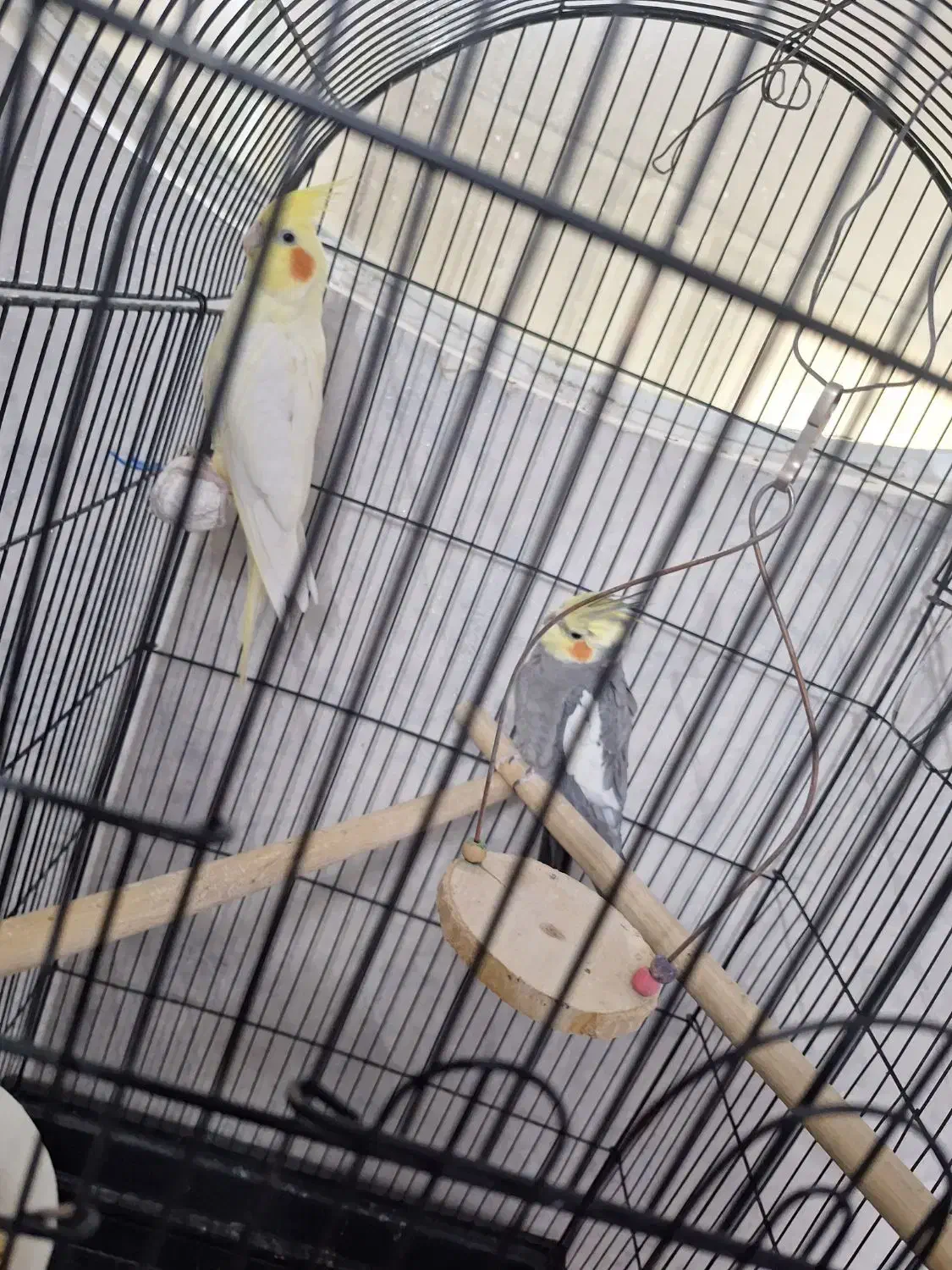 یک جفت عروس هلندی نر و ماده|پرنده|قم, شهرک امام حسین|دیوار