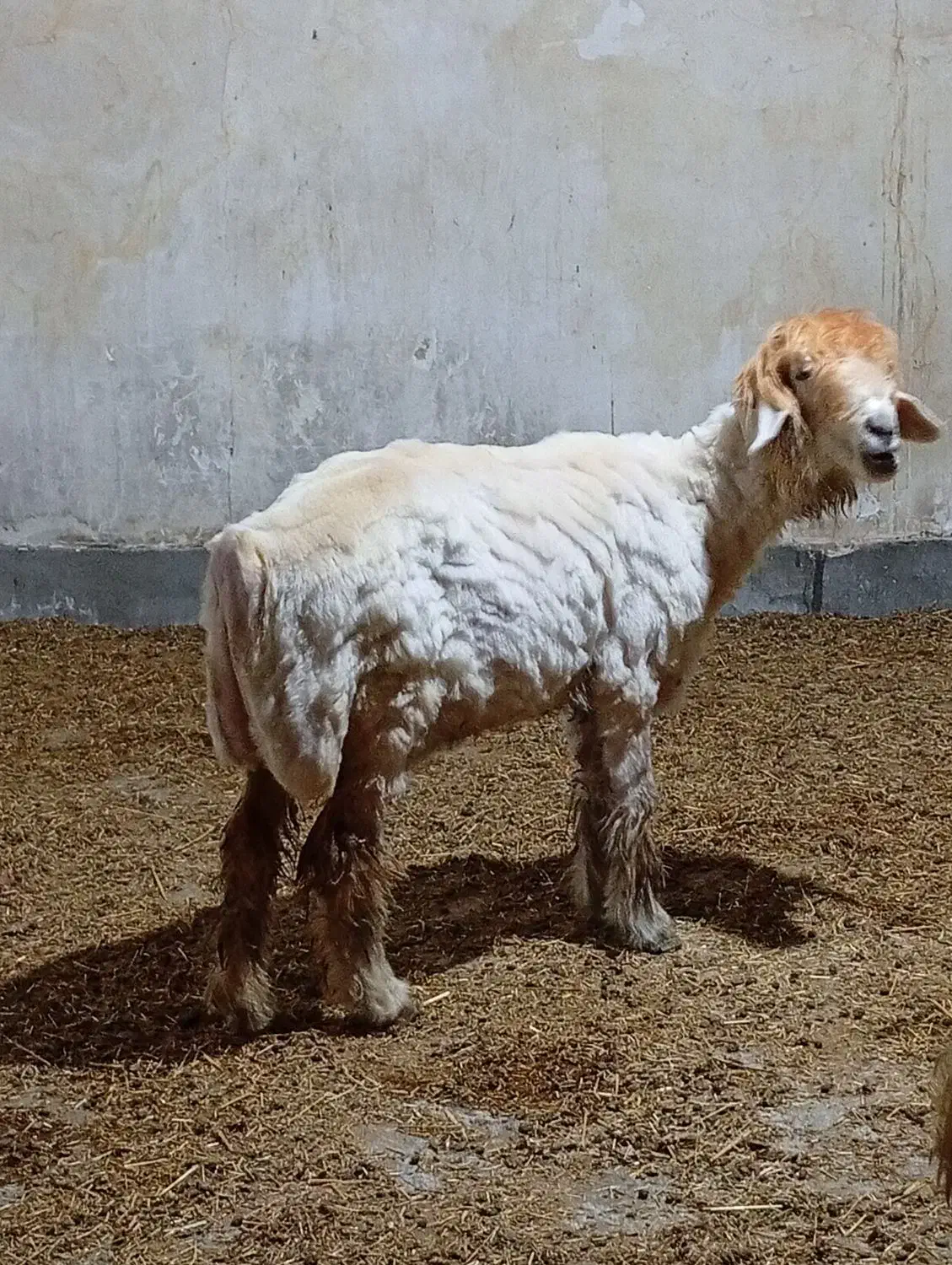 شیشک و بره|حیوانات مزرعه|مسجد سلیمان, |دیوار