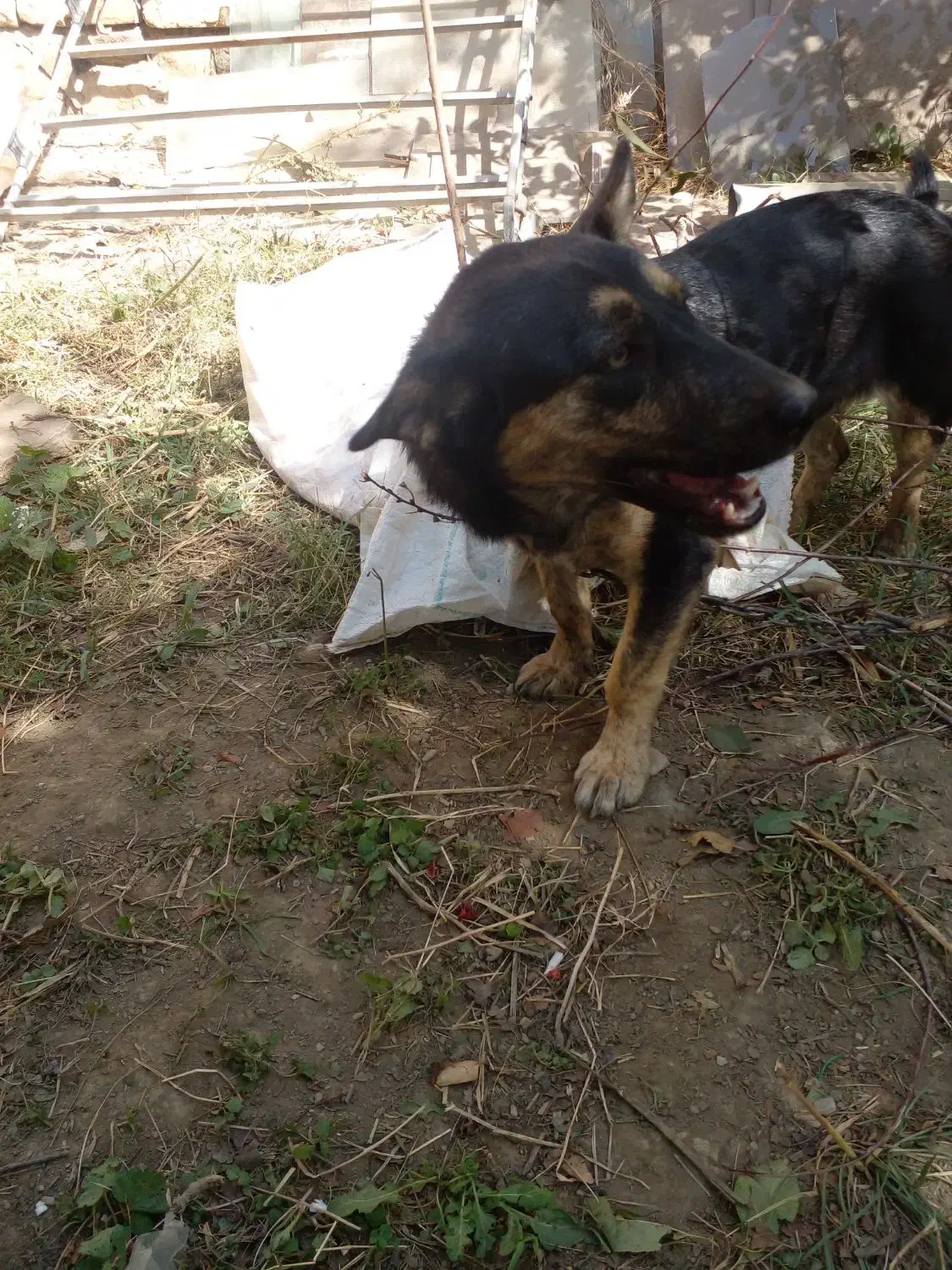 سگ گرگی پاکوتاه|سگ|گلمکان, |دیوار