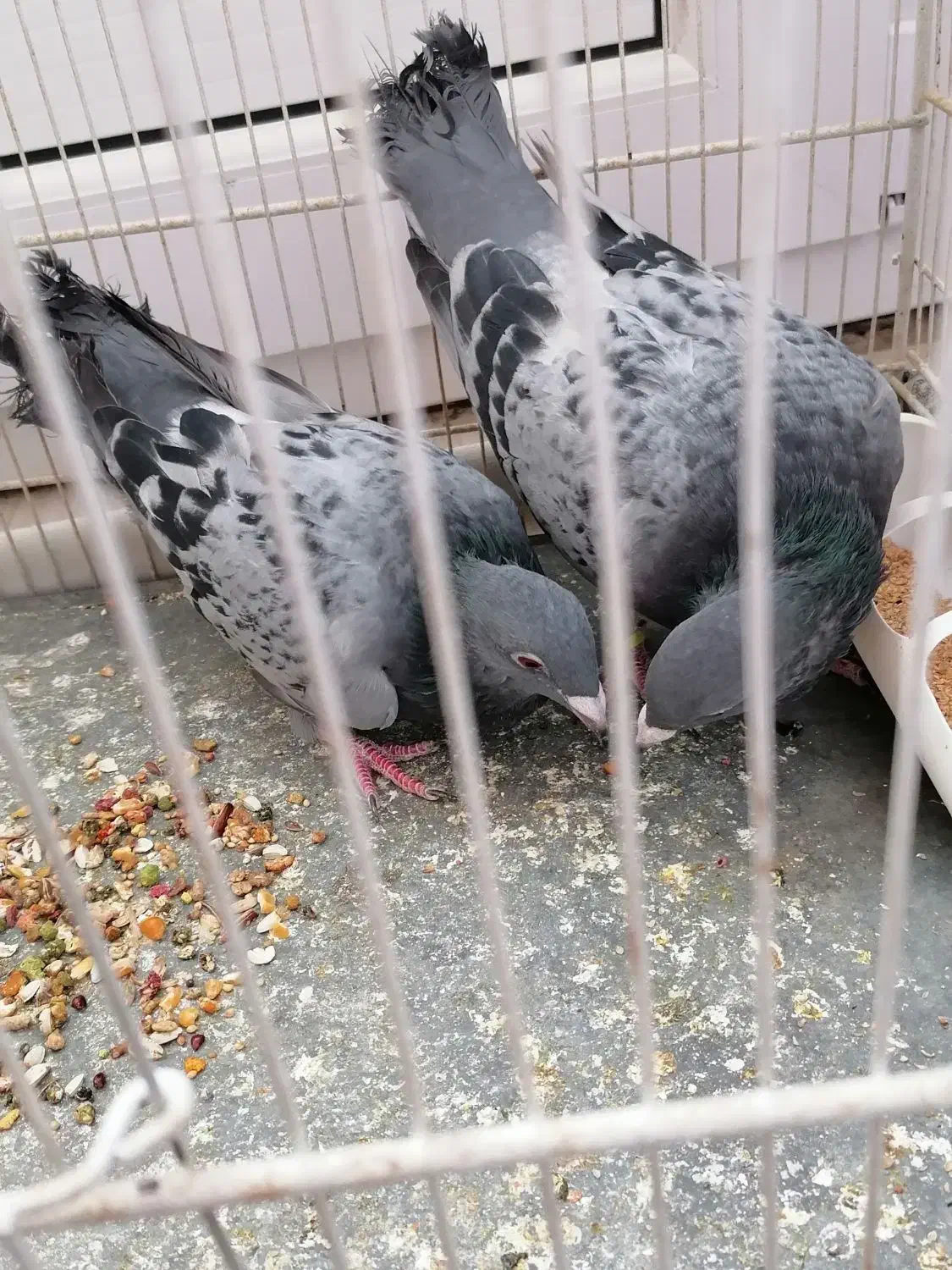 کبوتر|پرنده|سبزوار, جوادیه شرقی|دیوار