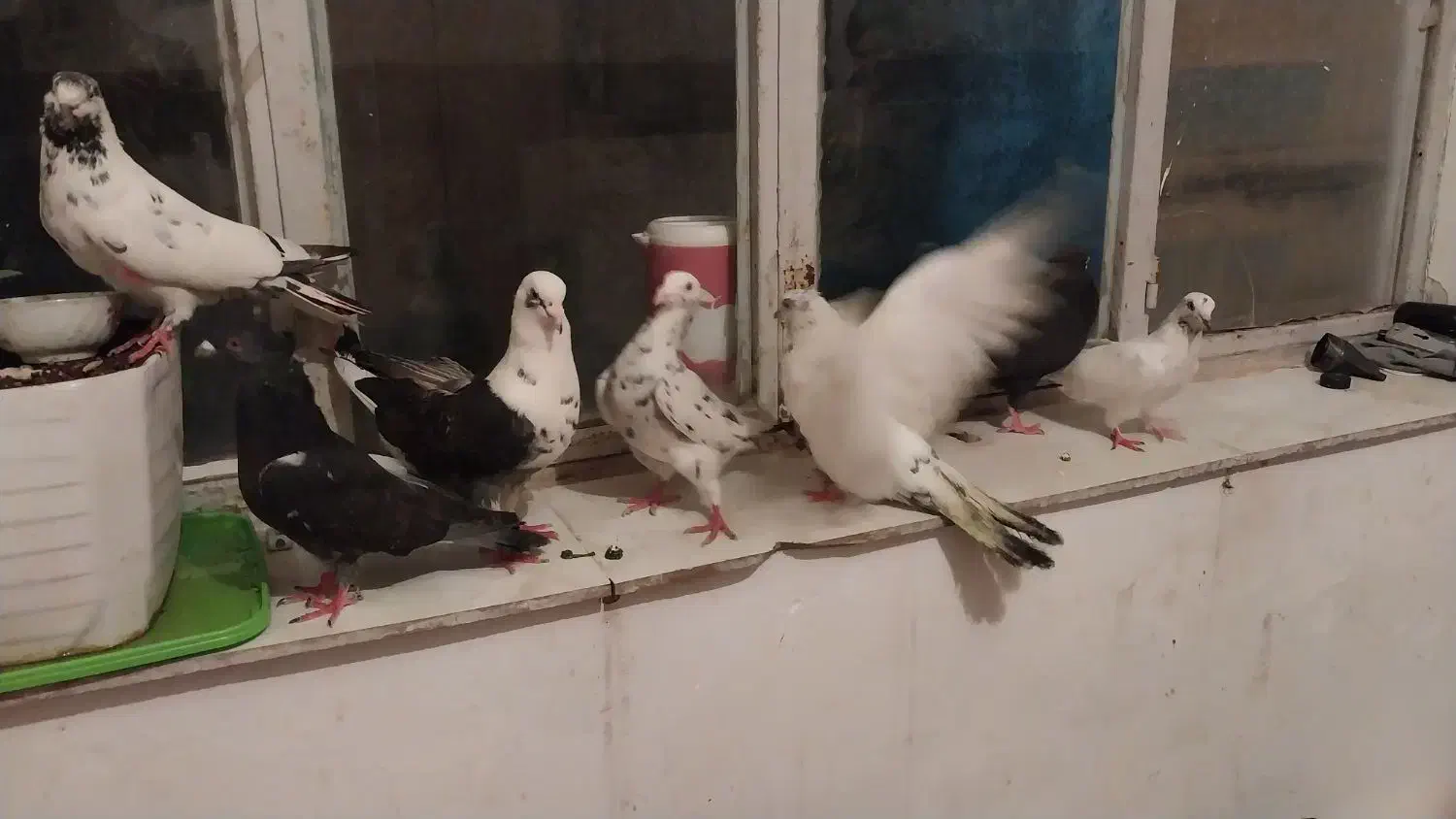 هفت تا کفتر درشت و زیبا|پرنده|قروه, |دیوار