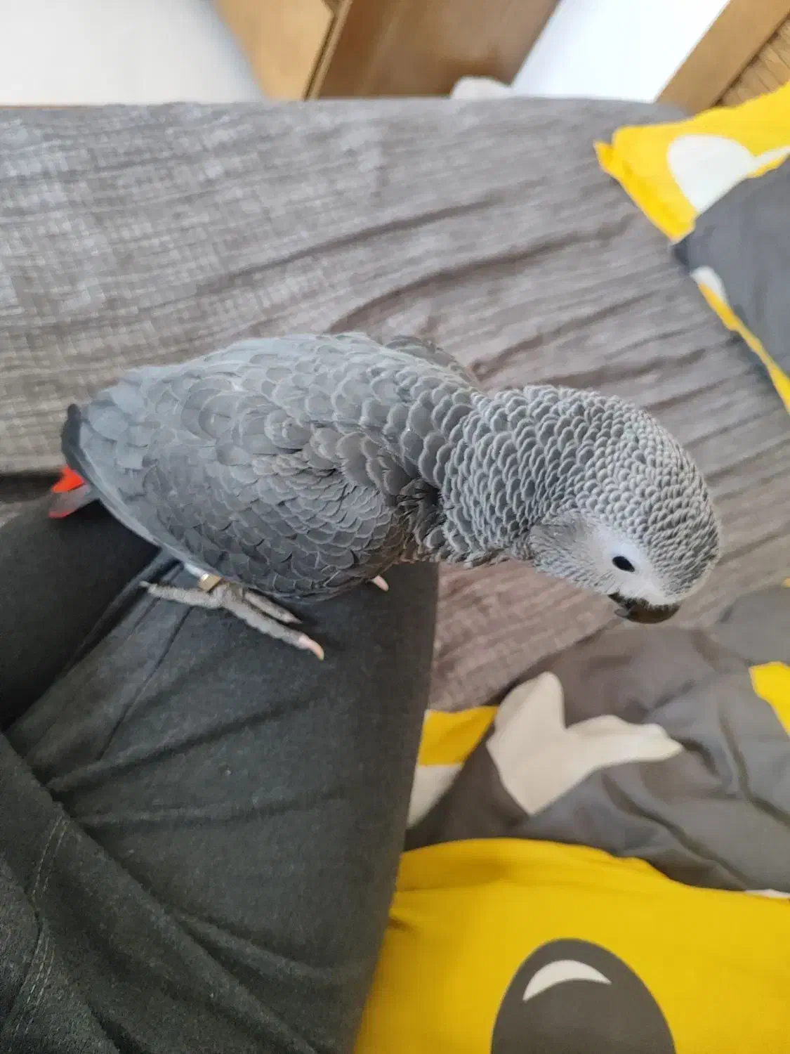 جوجه کاسکو|پرنده|اصفهان, باغ زرشک|دیوار