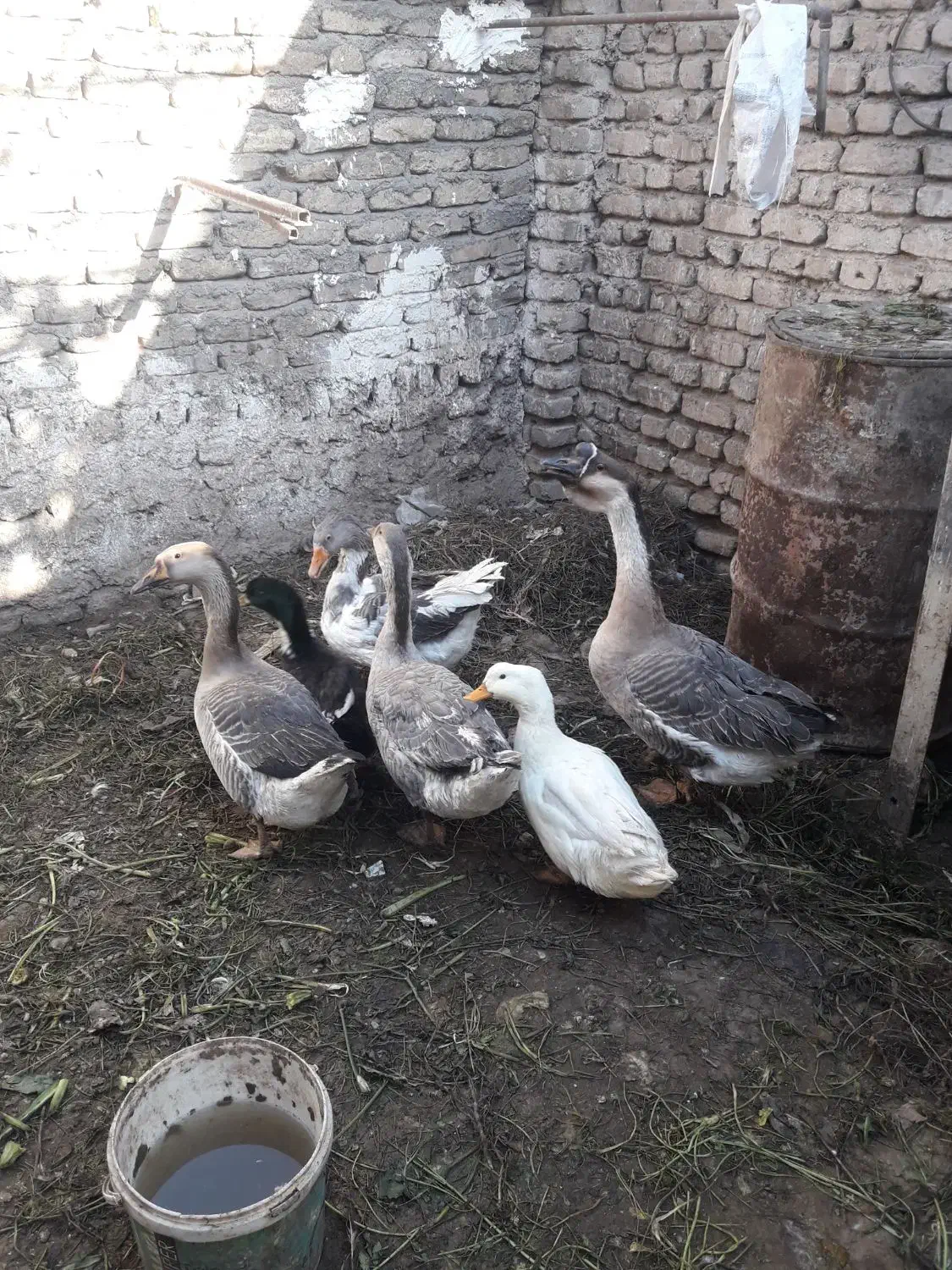 قوغاز      اردک|حیوانات مزرعه|مشهد, نیزه|دیوار