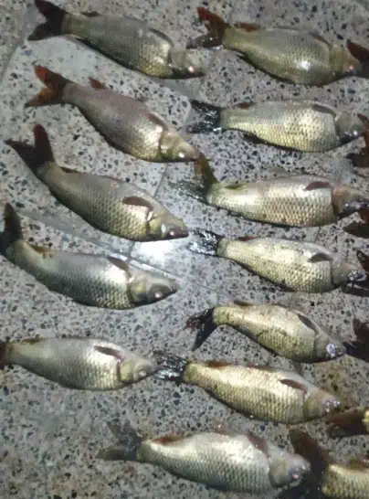 ماهی کپور|ماهی|اندیمشک, |دیوار