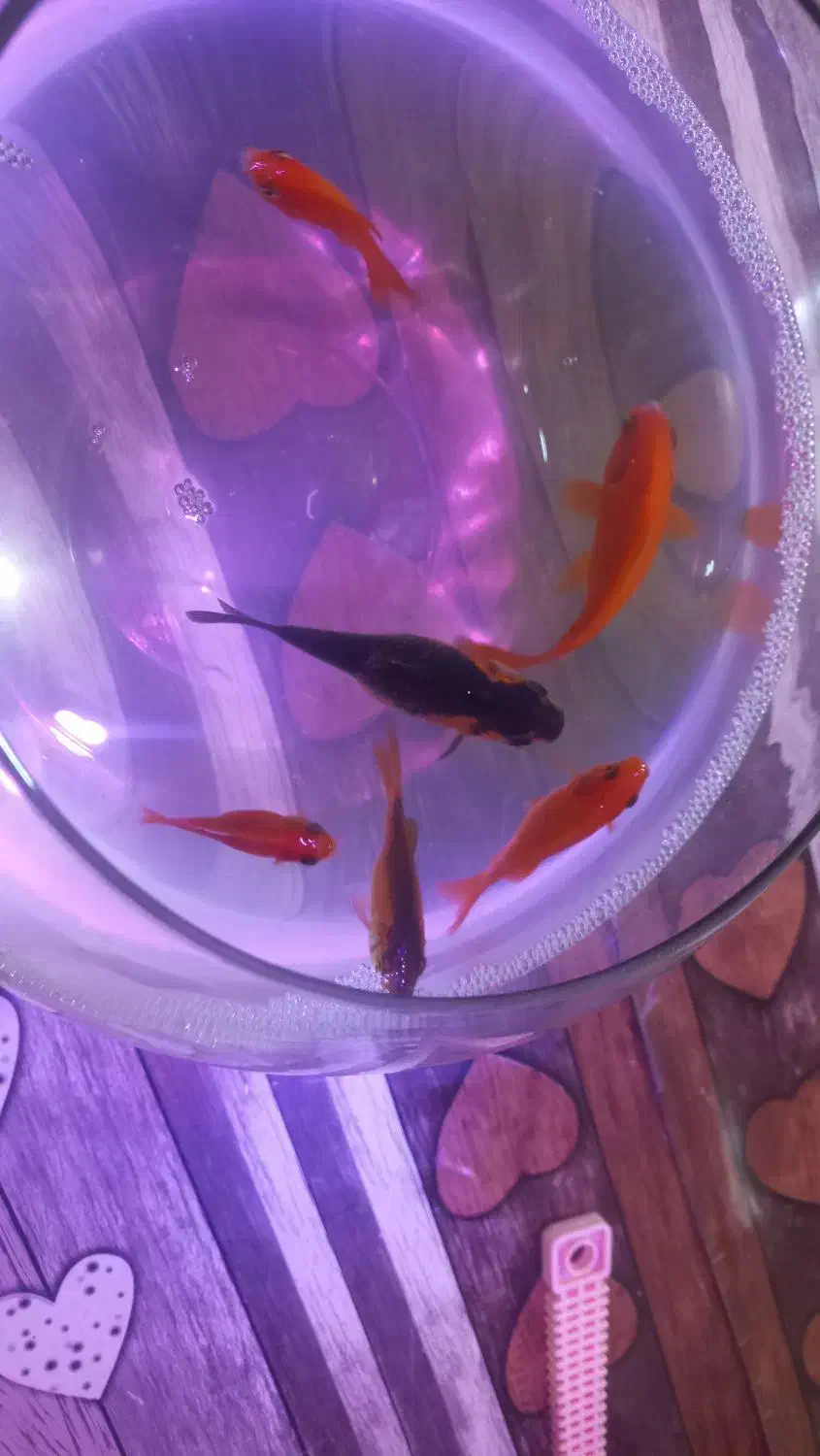 ماهی عید|ماهی|خمینیشهر, |دیوار