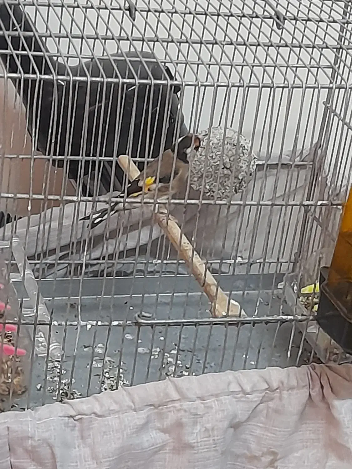 سهره|پرنده|تهران, میدان میوه و ترهبار مرکزی|دیوار