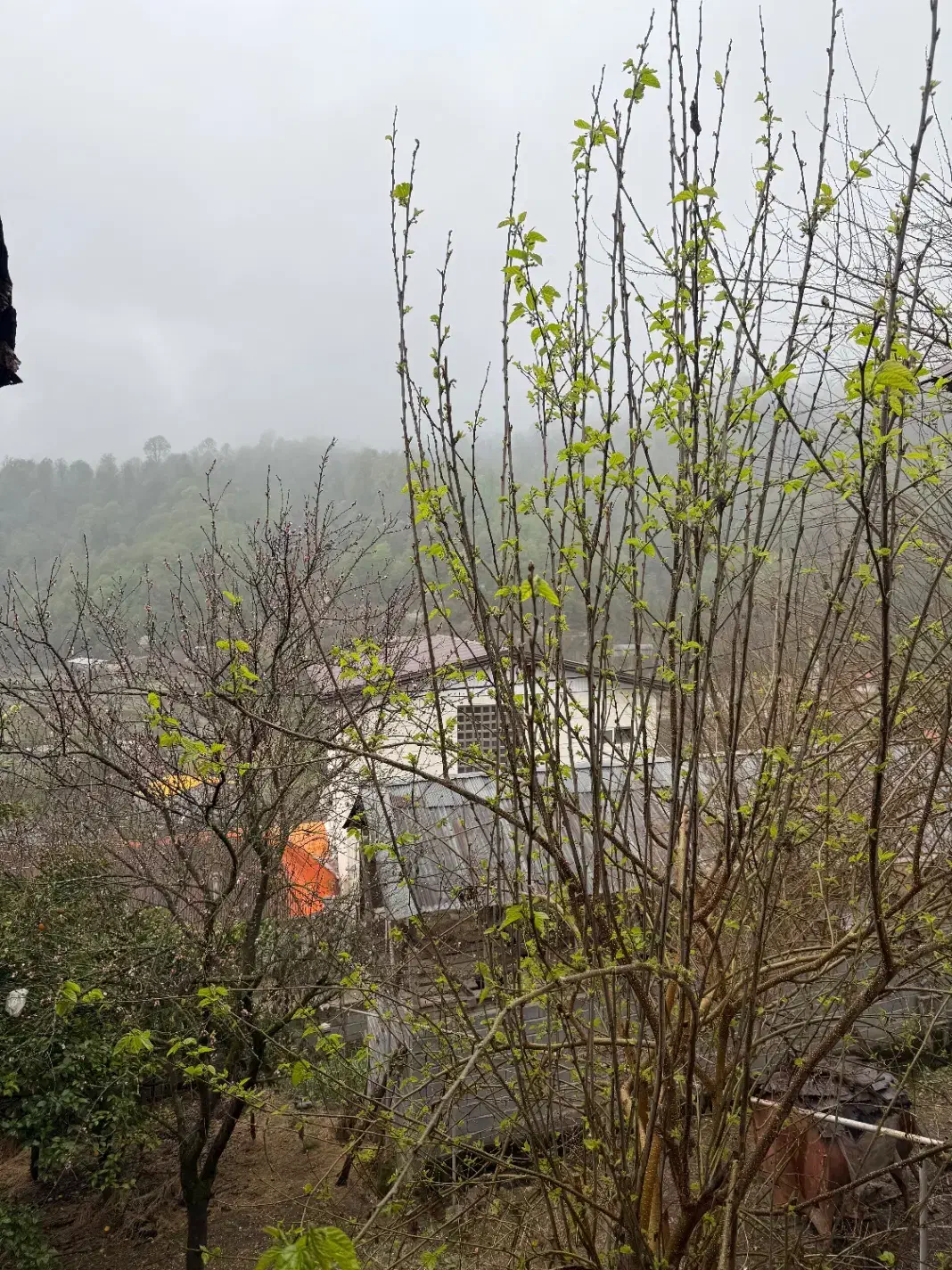 زمین ویو جنگل  در لفور|فروش زمین و ملک کلنگی|آلاشت, |دیوار