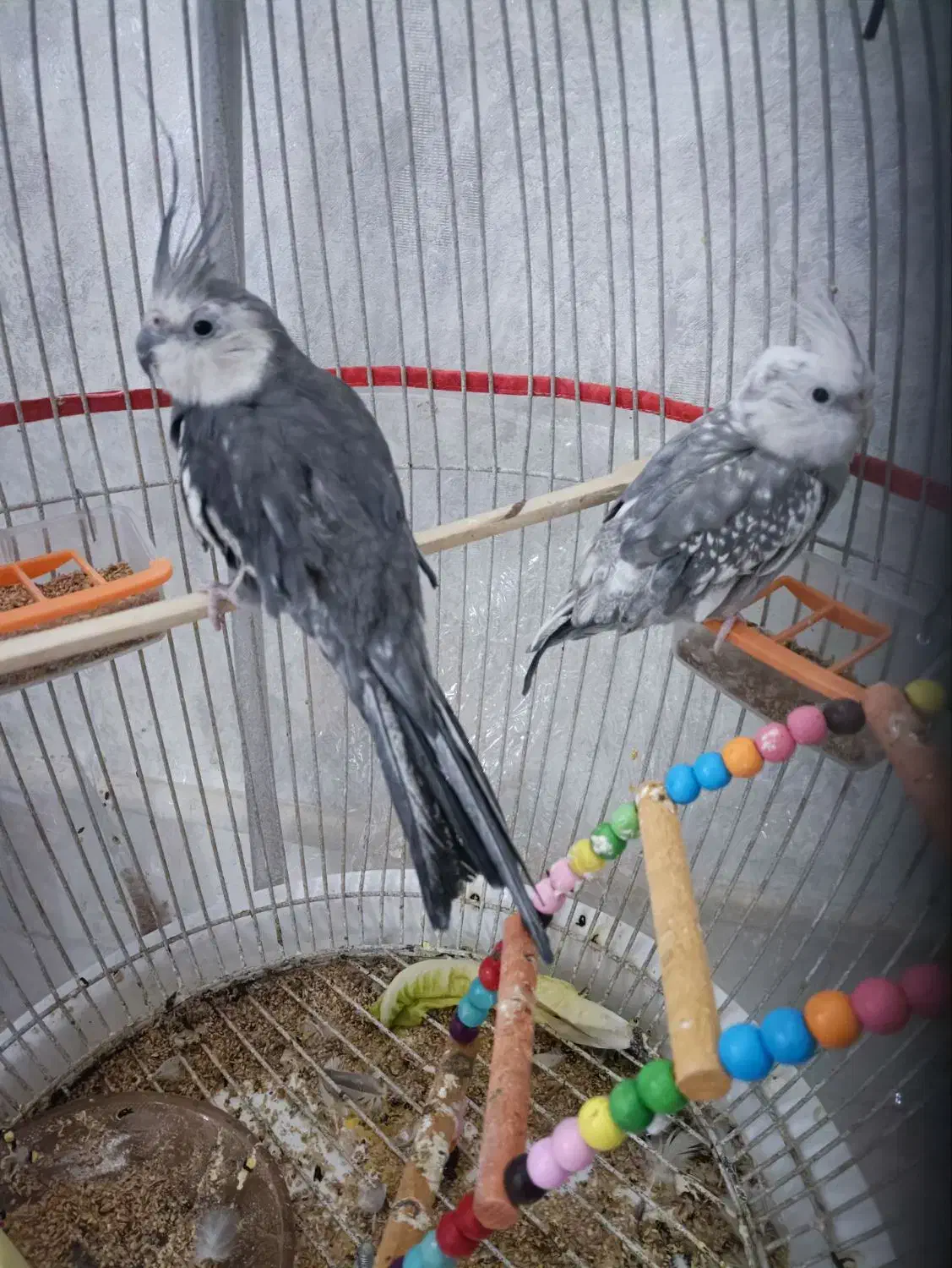 پرنده|پرنده|نیشابور, شهرک رسولی|دیوار