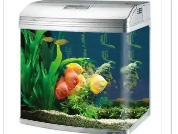 آکواریوم شیشه خم شرکتی ماهیران|ماهی|ارومیه, |دیوار