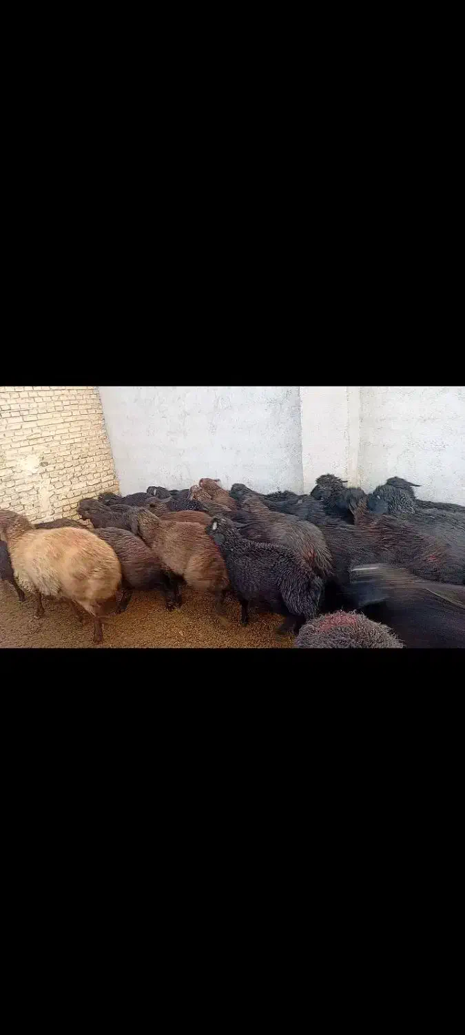 بره برای پروار|حیوانات مزرعه|جوادآباد, |دیوار