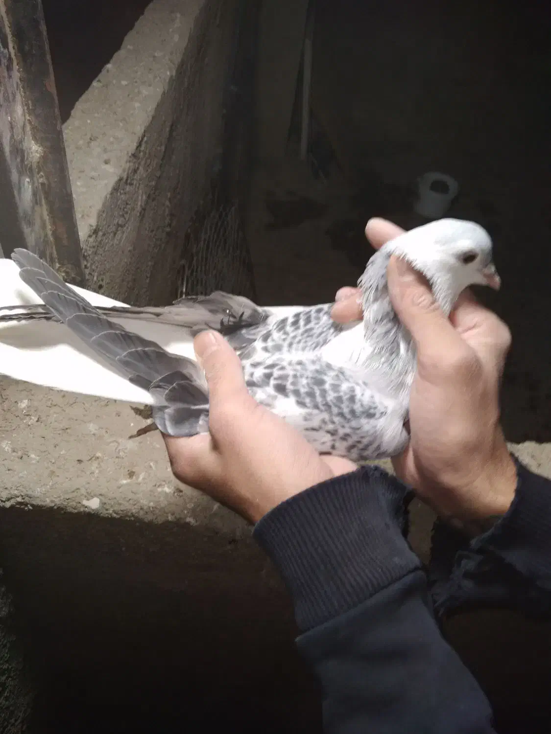 کفتر جوجه گرفتنی ۳۰۰ یه  دوکت شهرستانی|پرنده|پاکدشت, پاکدشت (مامازند)|دیوار