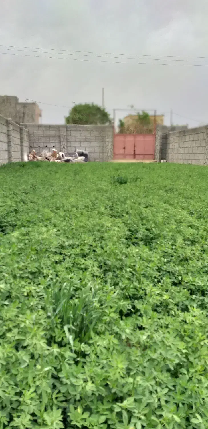 بذر یونجه رنجر اصل،تخم یونجه|گل و گیاه طبیعی|اصفهان, ارغوانیه|دیوار