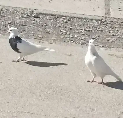 کبوتر طوقی|پرنده|فولادشهر, B5|دیوار