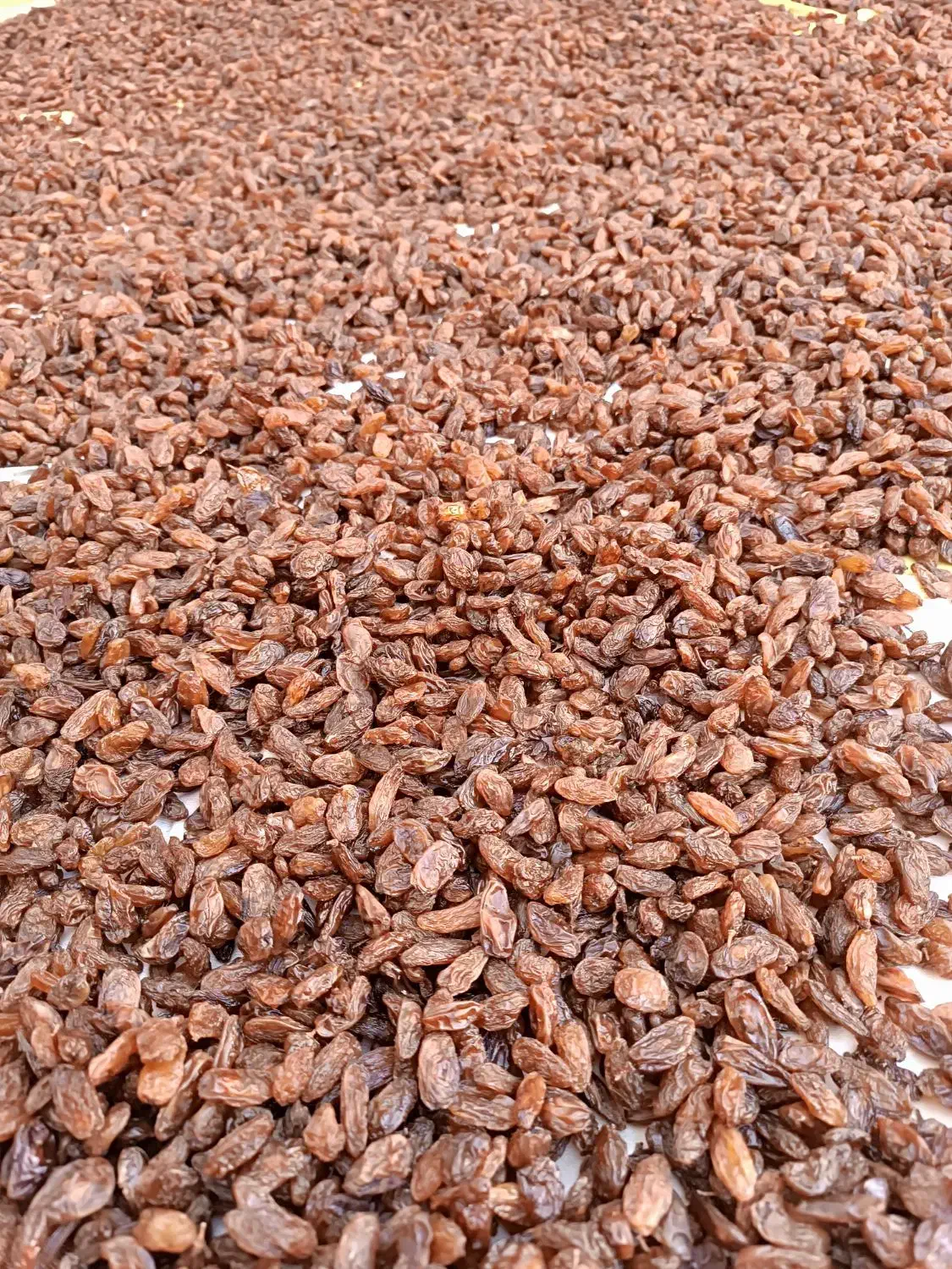 گله آفتابی پاک شده خوراکی|عمده‌فروشی|سبزوار, هویزه|دیوار