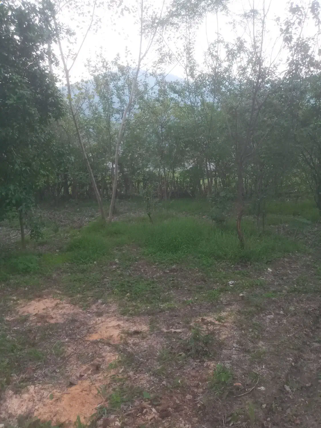 فروش ۴۵۰ متر متری شش میلیون تومان است|فروش دفتر صنعتی، کشاورزی، تجاری|اطاقور, |دیوار