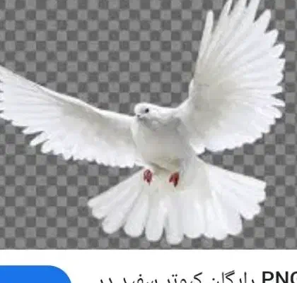 نرسفید کاکلی|حیوانات|نجفآباد, حومه نجف آباد|دیوار