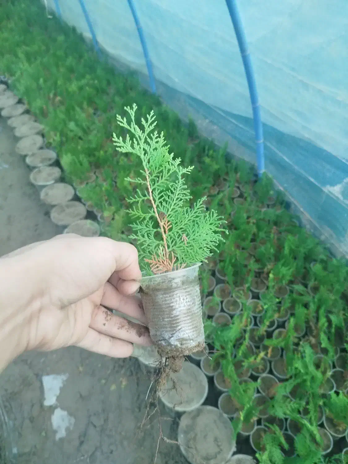 کامیس نوکدار اصل|خدمات باغبانی و درختکاری|کلاچای, |دیوار