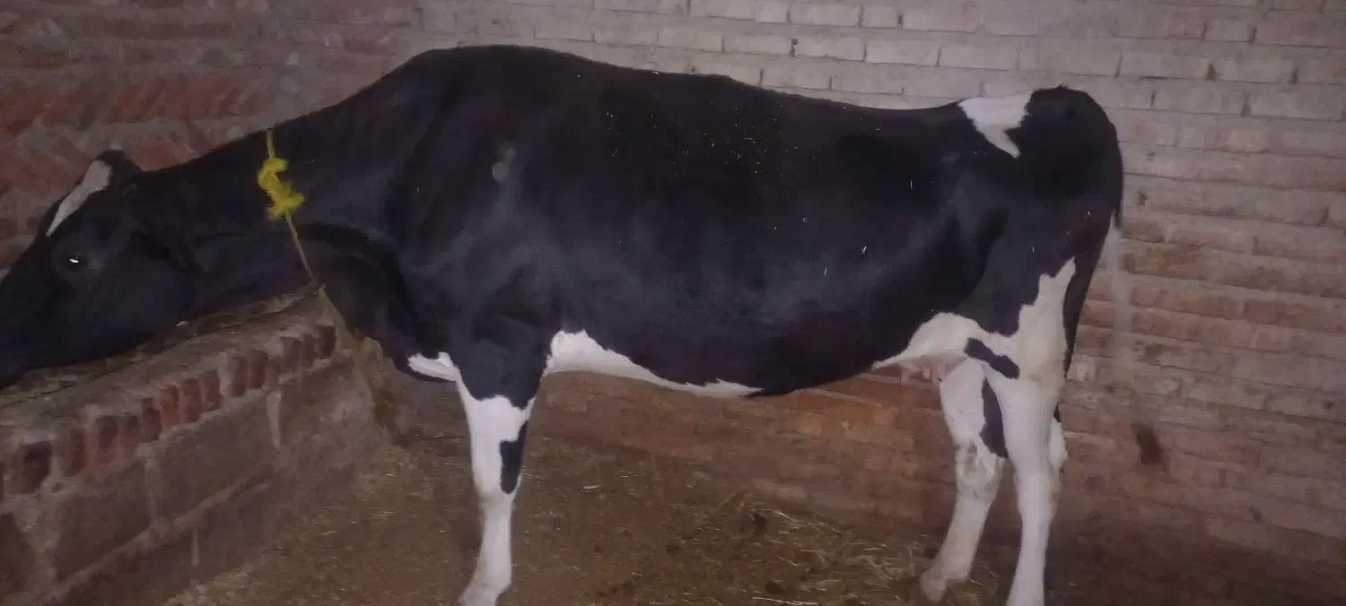 گاو گوشتی|حیوانات مزرعه|سراجو, |دیوار