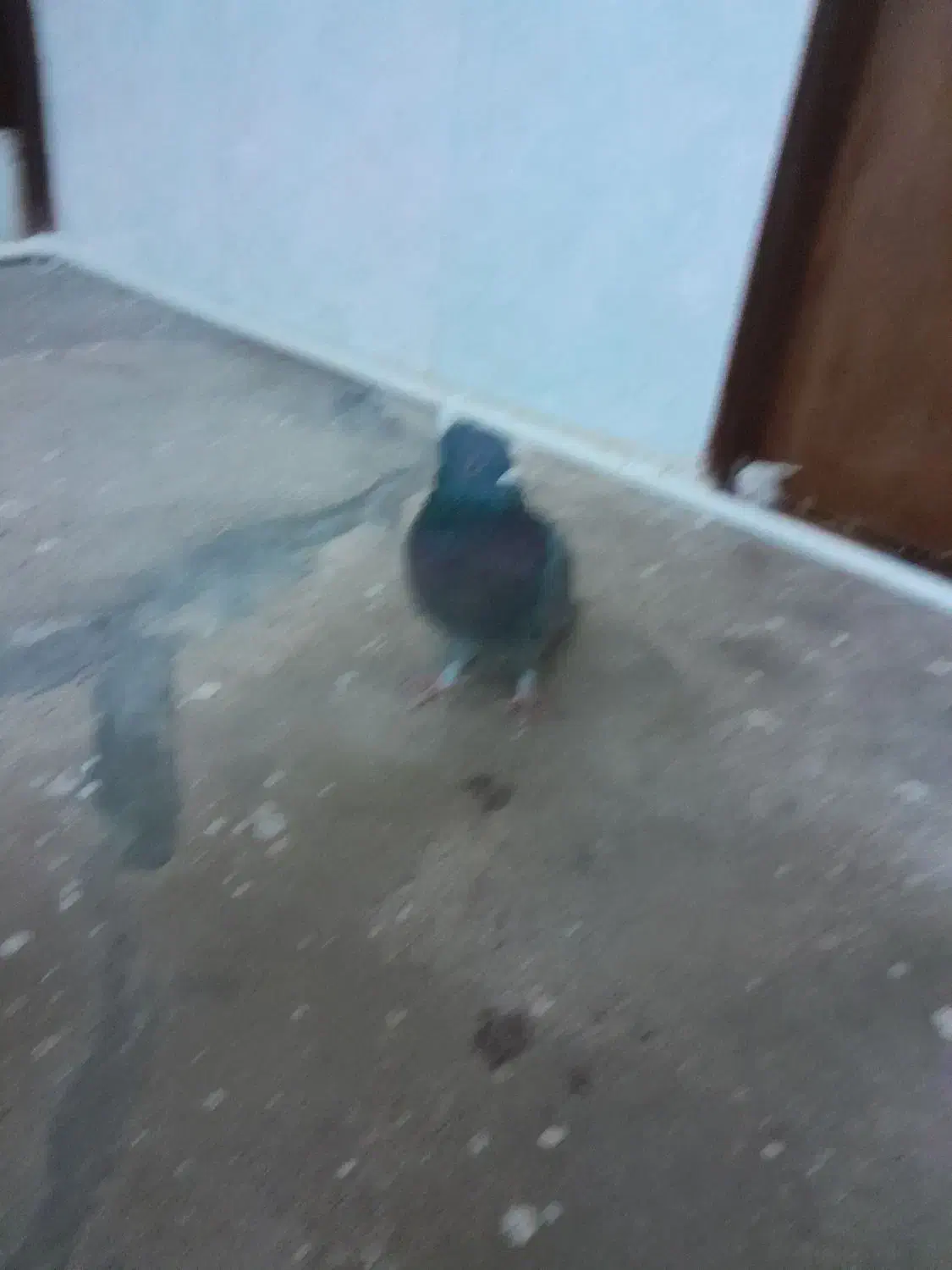 کبوتر|پرنده|بیستون, |دیوار