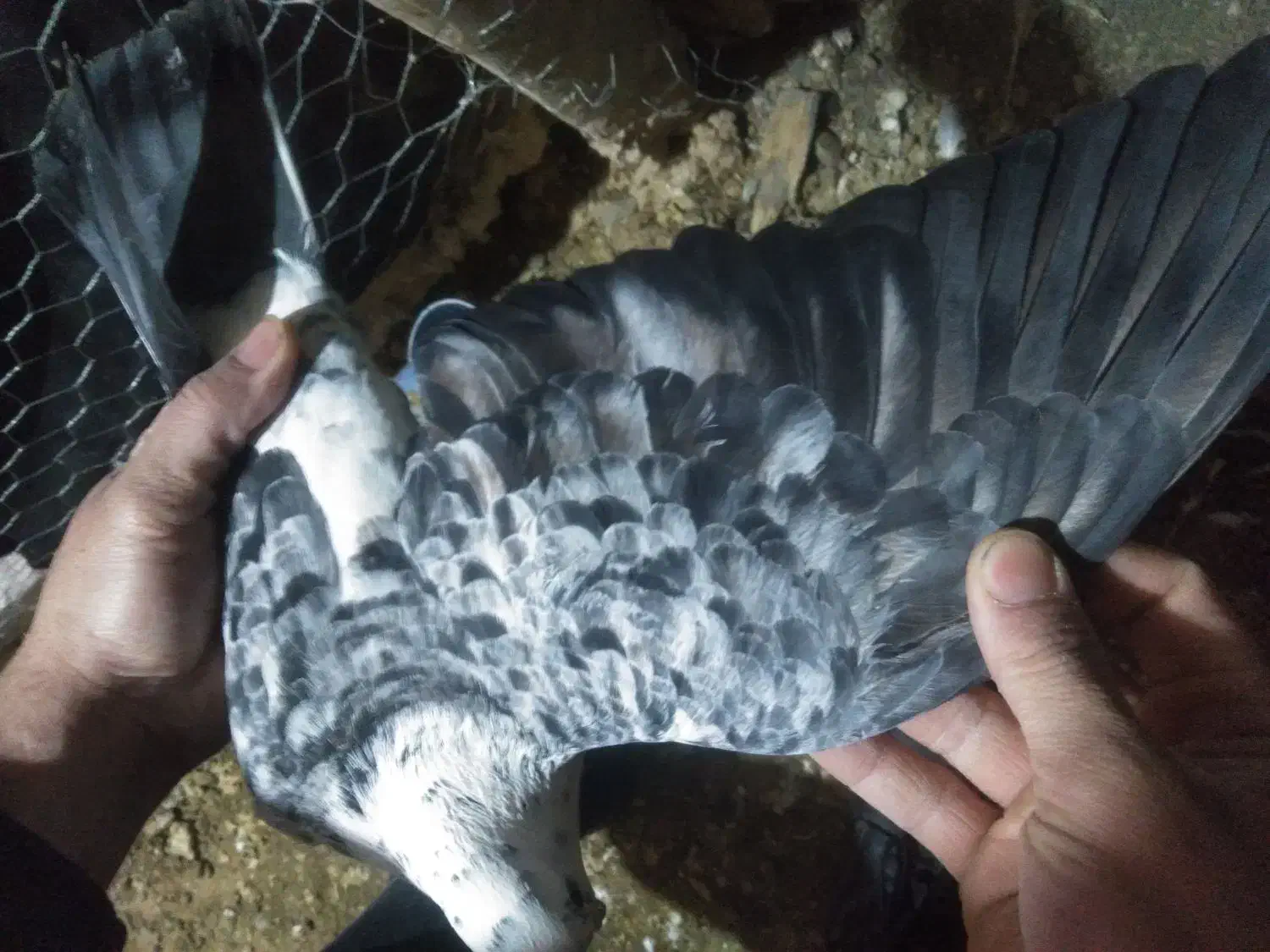 سوسکی|پرنده|زاوه, |دیوار