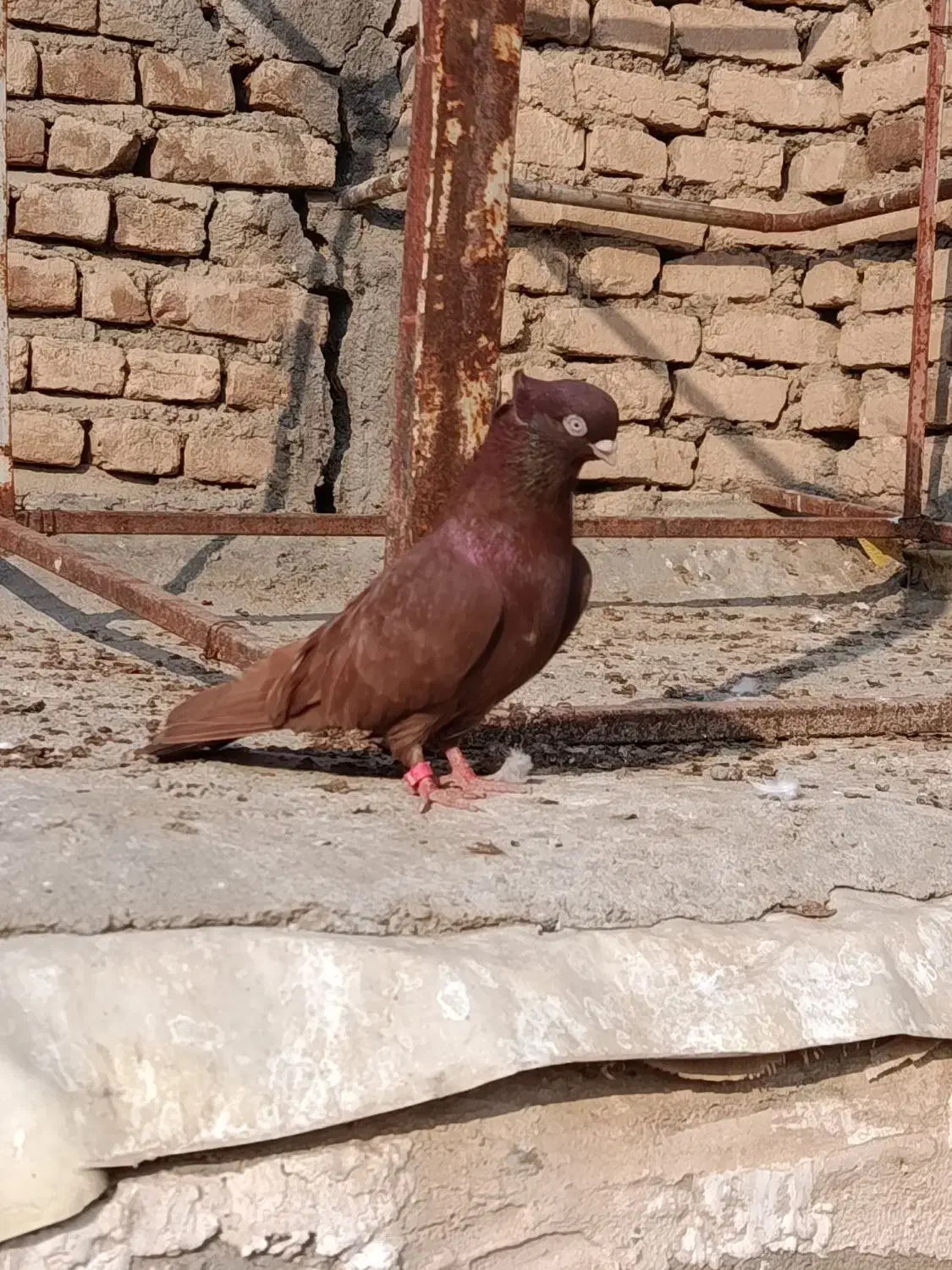 کبوتر صرب نر|پرنده|بکتاش, |دیوار