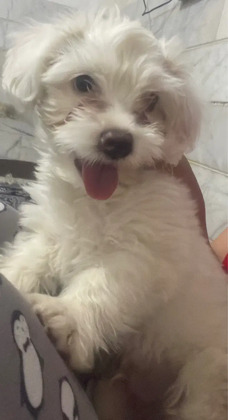 واگذاری سگ شیتزو‌ رکس|سگ|سیرجان, |دیوار