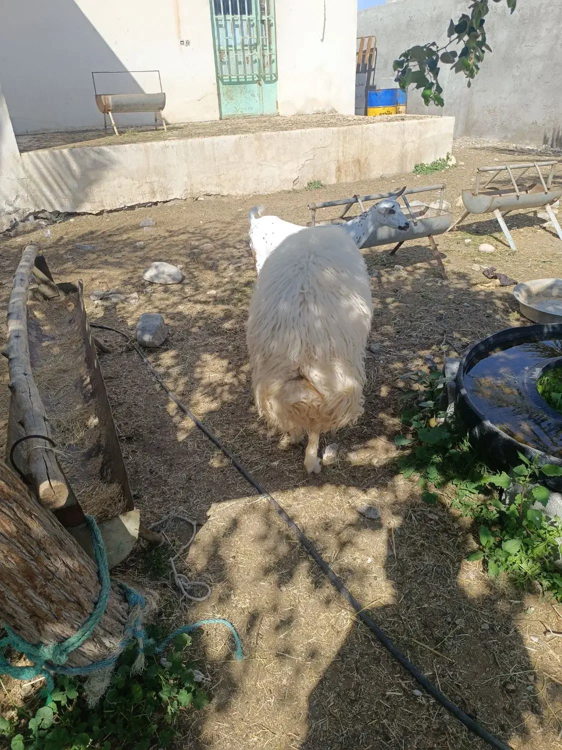 قوچ محلی|حیوانات مزرعه|قلعه قاضی, |دیوار