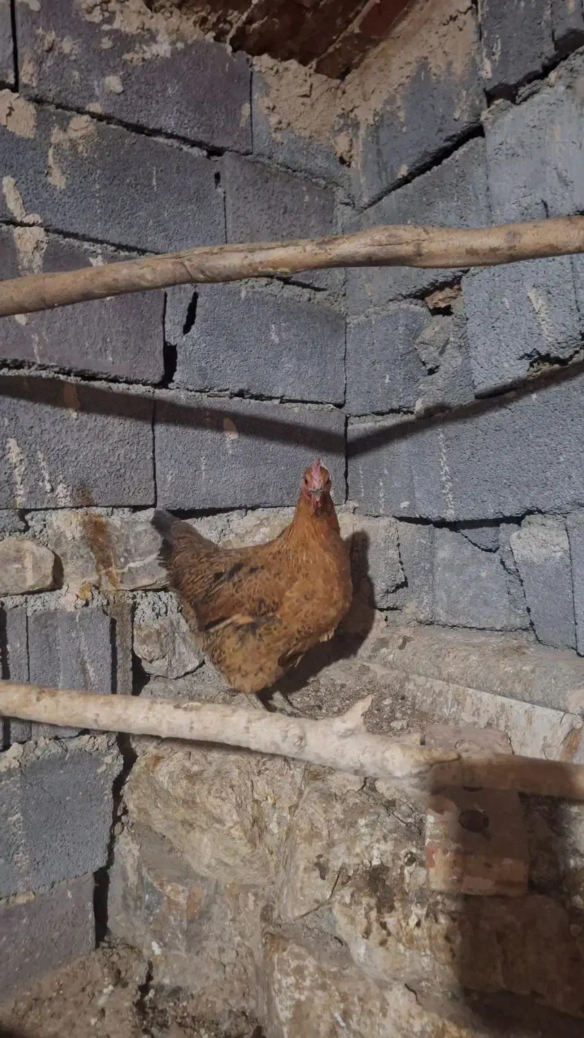 مرغ وخروس گلن و محلی تخم گذار|حیوانات مزرعه|سنندج, |دیوار