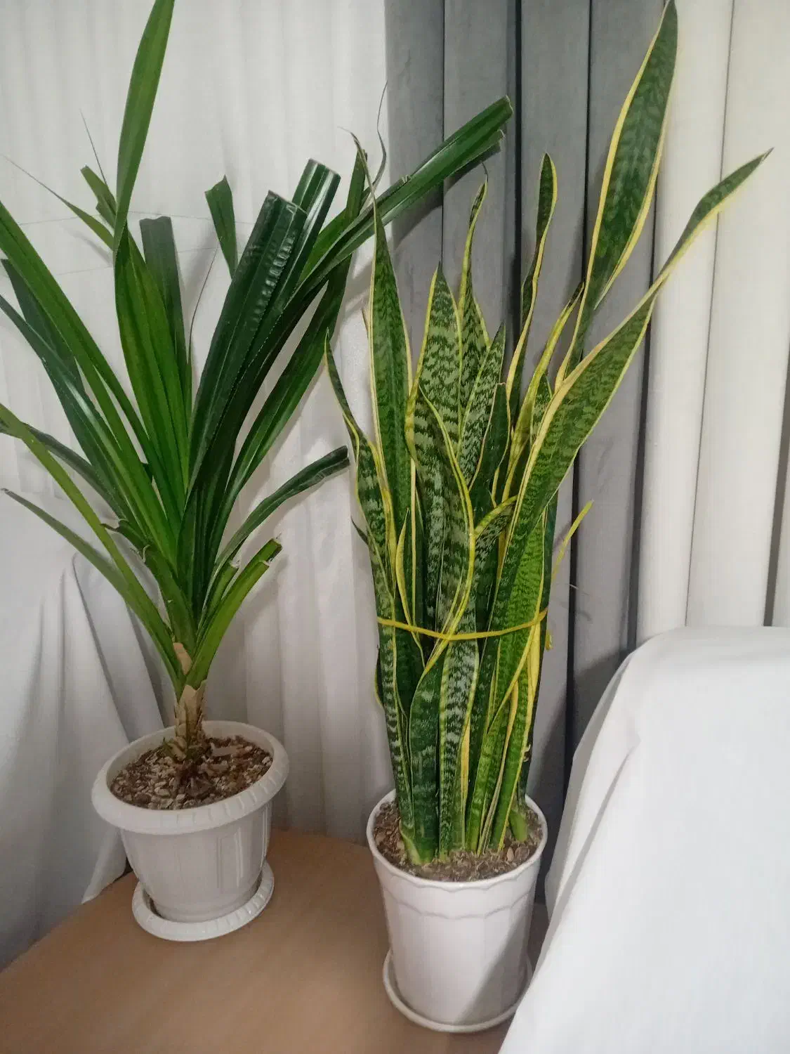 گل سانسوریا|گل و گیاه طبیعی|پاکدشت, پاکدشت (مامازند)|دیوار