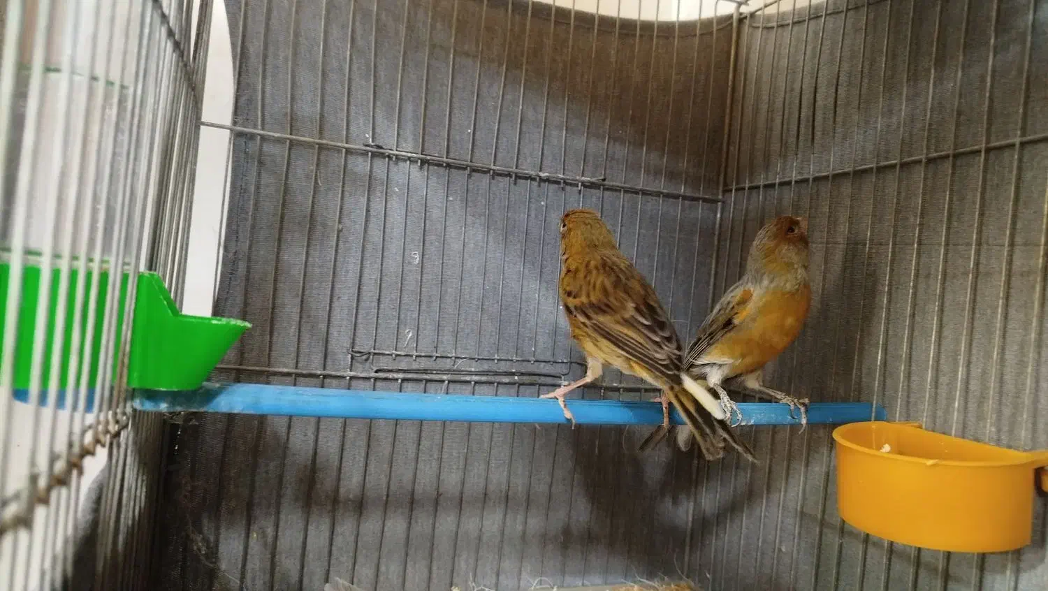 قناری سبز نر و ماده|پرنده|برخوار, |دیوار