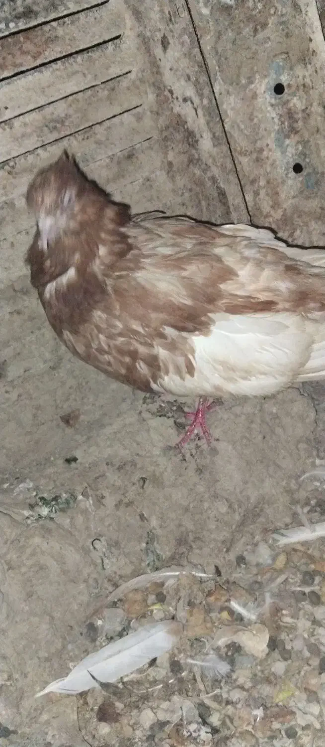 کبوتر تک تنها شوهرش مرده|پرنده|سراوان, |دیوار