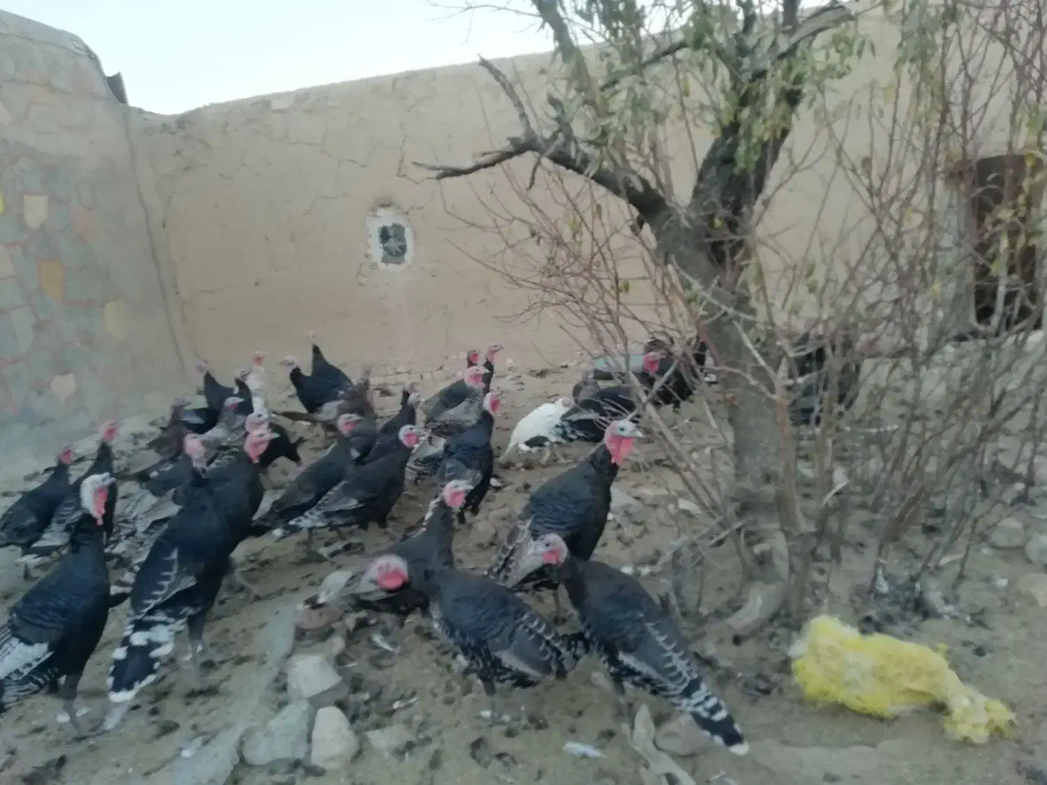 سلام بوقلمون فروشی|حیوانات مزرعه|قوچان, |دیوار