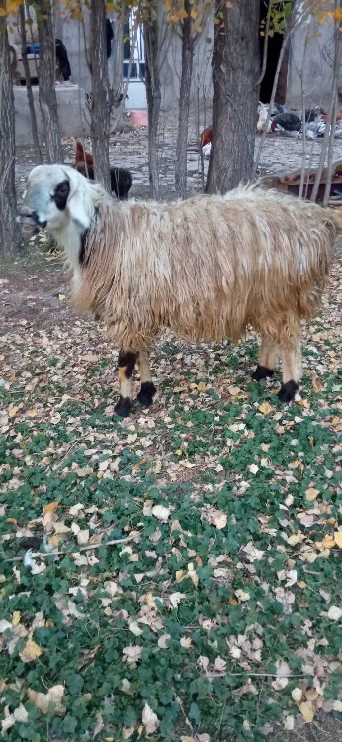 قوچ و توغلی|حیوانات مزرعه|سرعین, |دیوار