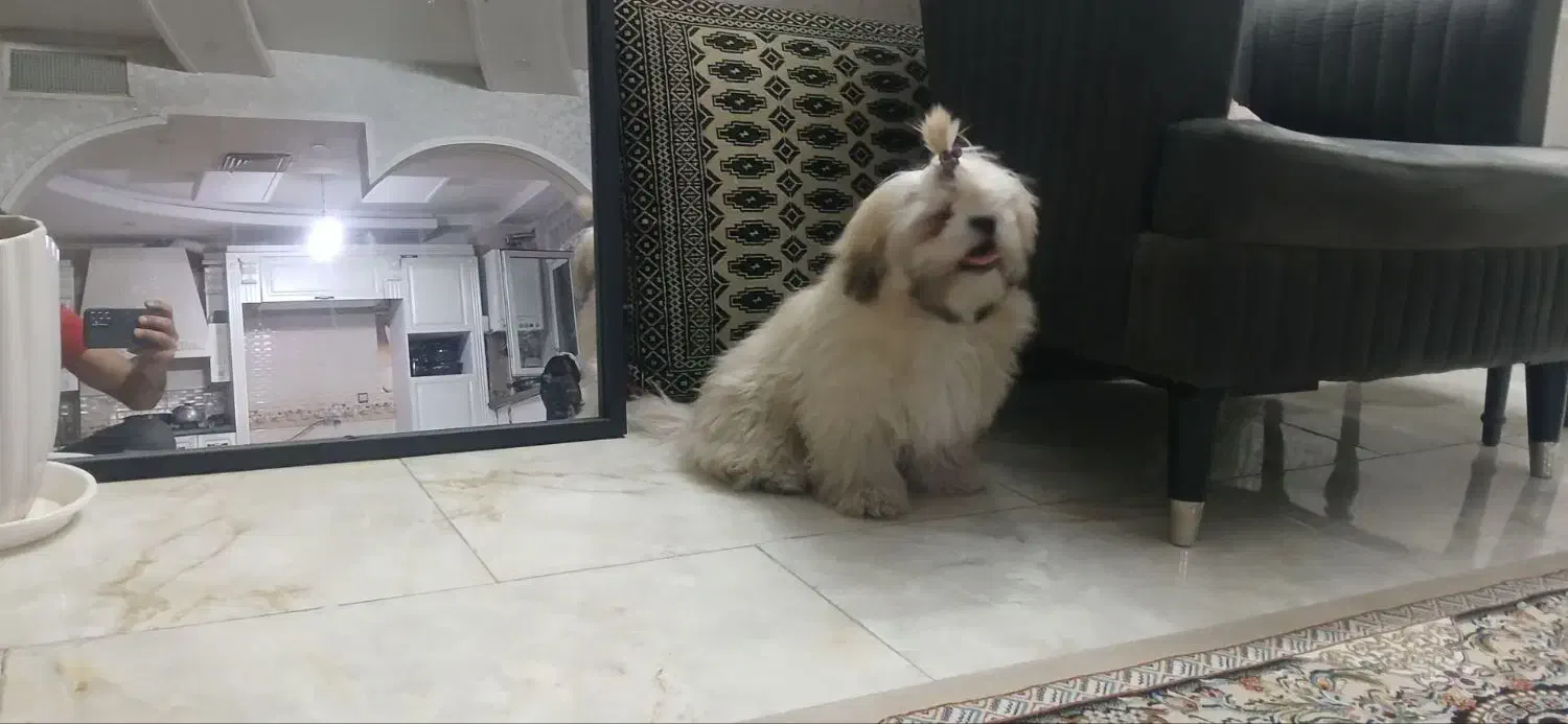 توله ۶ماه سوپر فلت شناسنامه دار بازی گوش|سگ|کهریزک, |دیوار