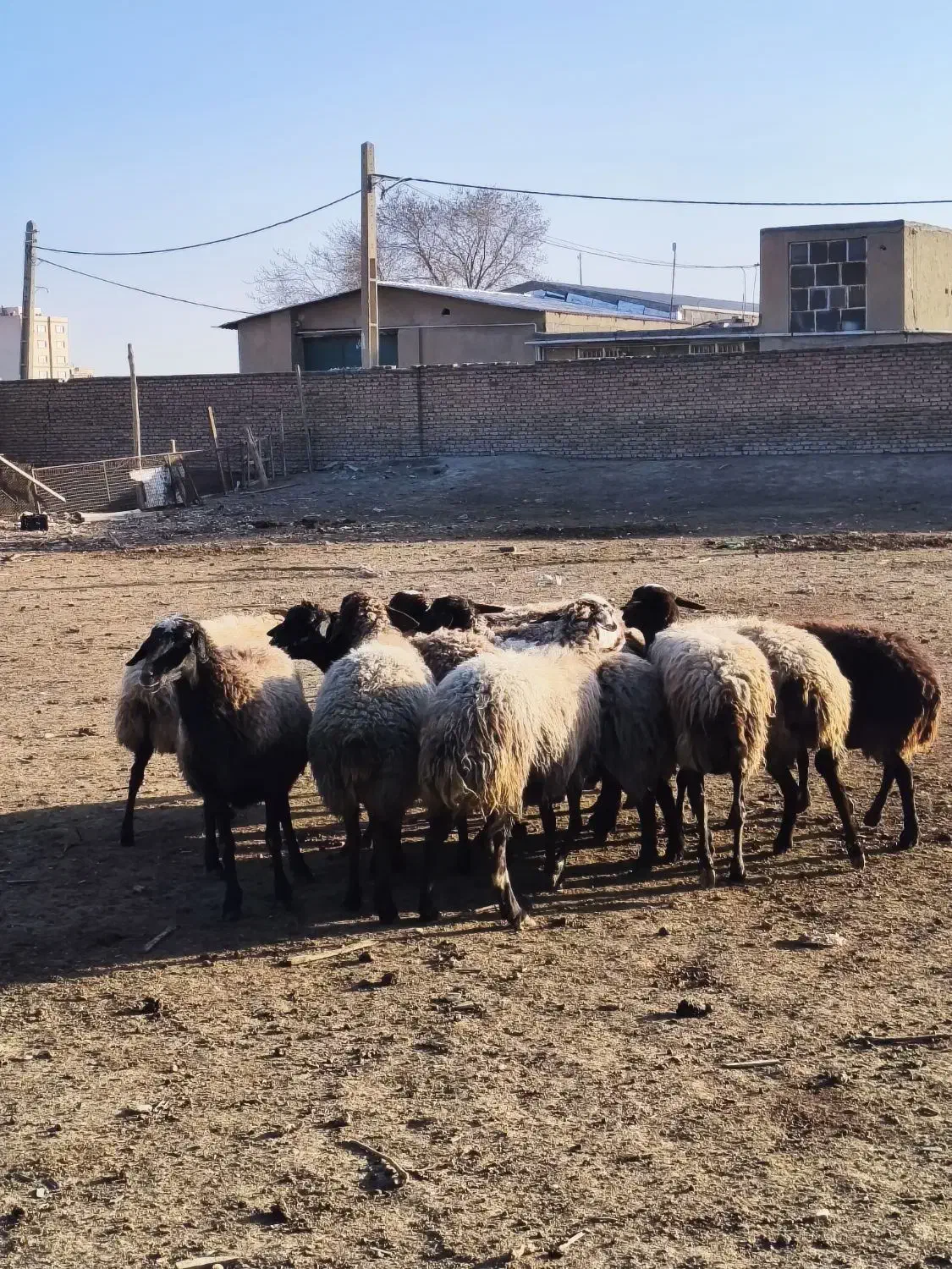 میش جوان|حیوانات مزرعه|محمدشهر, ولدآباد|دیوار