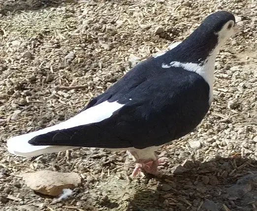 2عدد کفتر فروشی|پرنده|شیروان (خراسان), |دیوار