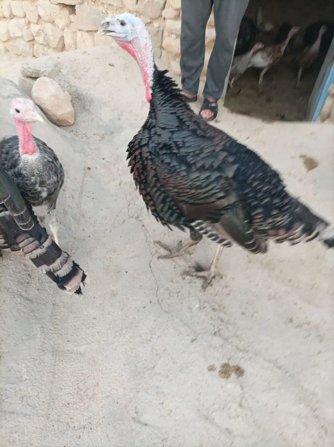 بوقلمون نر|حیوانات مزرعه|زرنه, |دیوار