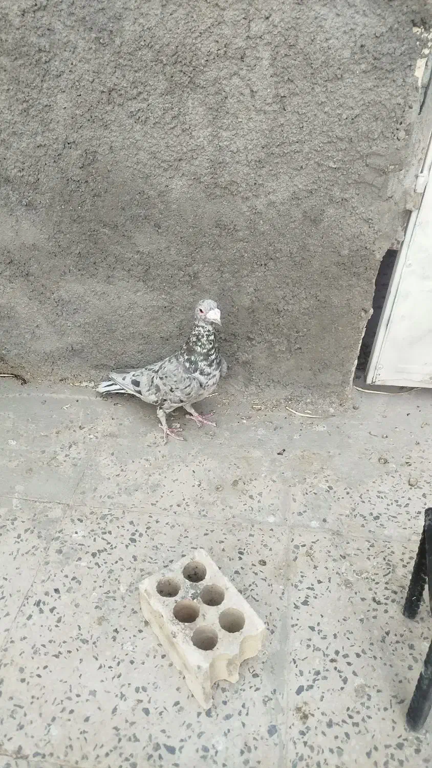 کبوتر کفتر سرور|پرنده|مبارکه, |دیوار