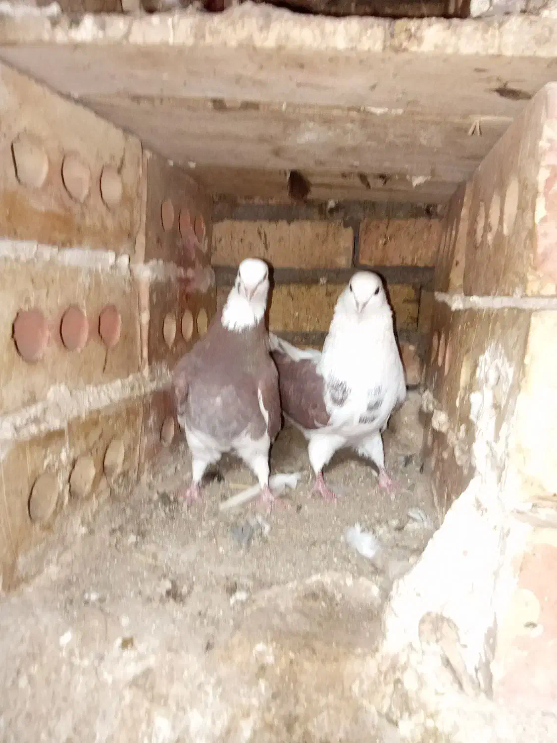 کبوتر|پرنده|سراب, |دیوار