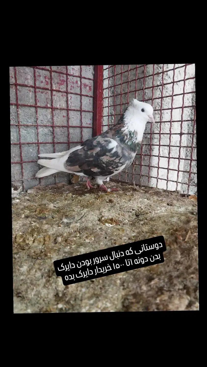 کبوتر|پرنده|ساری, |دیوار